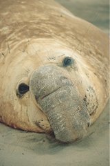 Porträt d'éléphant de Mer du Sud Péninsel Valdes