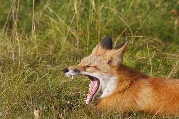 Porträt eines jungen roten Fuchs gähnen