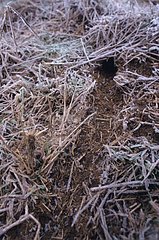 Entry of a burrow of Common vole