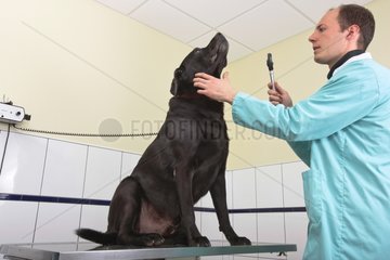 Veterinarian examining a black Labrador