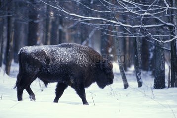 Male european Bison in clearing of Bialowieza forest