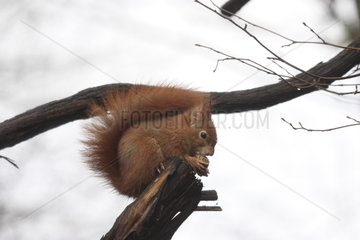 Red squirrel on a cut tree in winter - Alsace France