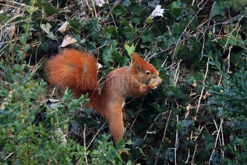 Red squirrel and nut on ground - Alsace France