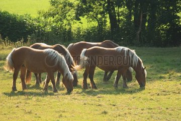 Comtois horses ina meadow - Alsace France