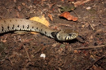 Portrait of Grass snake on the ground - Alsace France