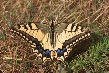Old World Swallowtail on ground - Bretagne France