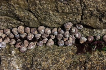 Pennant's top snails on rock - Bretagne France