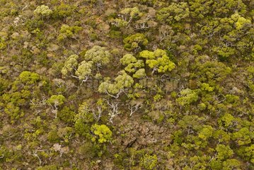 For mining scrub vegetation in New Caledonia