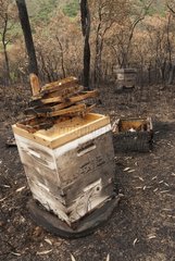 Hives destroyed by fire in New Caledonia