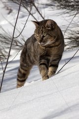 Tabby cat walking in the snow