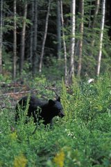 Ours noir immature en lisière forestière Canada