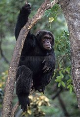 Eastern common chimpanzee Gombe NP Tanzania
