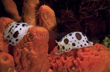Dotted Sea Slugs eating a sponge Sardinia