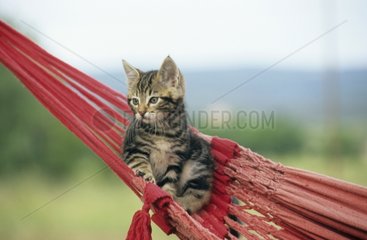 Kitten lying down on a hammock