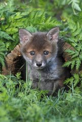 Young Red Fox coming out of a hole in a stump GB