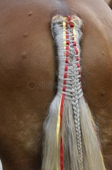 Braided and decorated tail of a 'Comtois' Horse Maiche Doubs