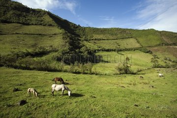 Horses grazing at high altitude Province of Imbabura