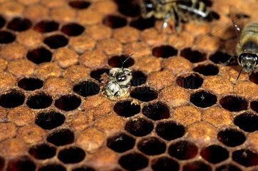 Geburt einer männlichen Biene  die aus der Zelle kommt