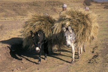 Two Asses loaded with hay Peru
