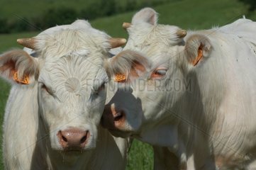 Portrait of cows charolaises