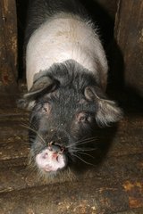 Pig barn Apuseni Mountains Romania