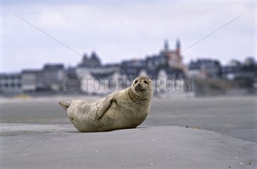 Harbor Seal in the beach near Le Hourdel