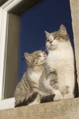 Katze und Kätzchen sitzen auf einem Fenster Frankreich [at]