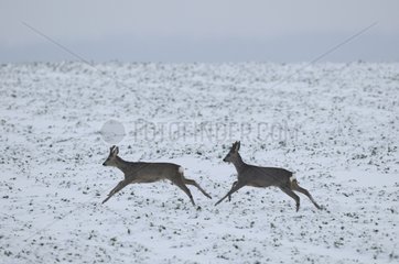 Male Roedeer running in winter Vosges France