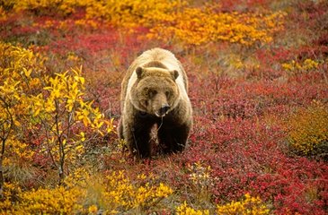 Grizzly bear in vegetation Denali NP Alaska USA