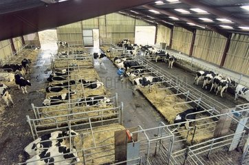 Kühe Prim 'Holstein in einer kleinen Kiste  die Frankreich zum Stillstand bringt
