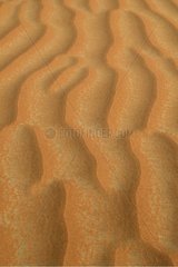 Sanddune in den Vereinigten Arabischen Emiraten der Wüste