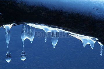 Stalactites of ice on a branch Haute-Loire France