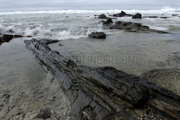 Petrified wood on a the beach of Curio Bay New Zealand