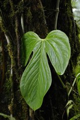 Leaf of tropical plant in rainforest Ecuador
