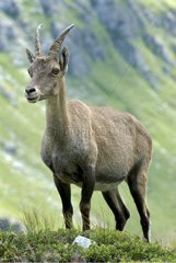 Ibex female in the Vanoise NP France