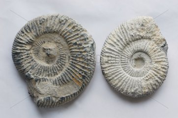 Amonite fossile