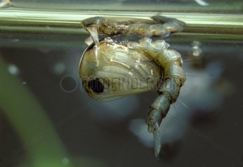 Mückenlarven atmen unter der Oberfläche des Wassers