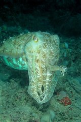Portrait of a Giant Cuttlefish Malaysia