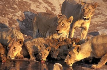 Groupe de lionnes buvant à un point d'eau Savuti au Botswana