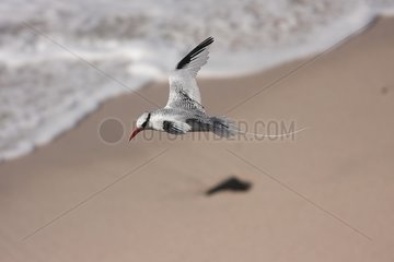 Red-billed Tropicbird in flight over the sea - Senegal
