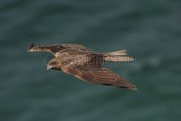 Yellow-billed Kite in flight over the sea - Senegal