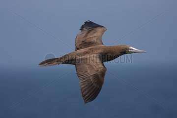 Brown Booby in flight over the sea - Senegal