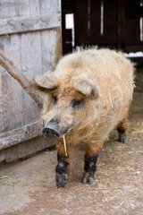 Woolly pig out of a pigsty - France