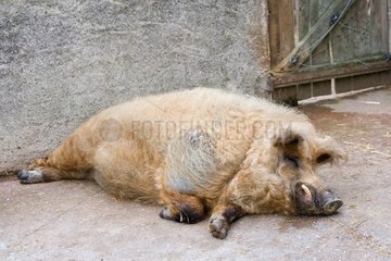 Woolly pig lying in front of a pigsty - France