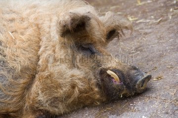 Portrait of Woolly pig lying lying - France