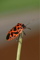 Red cabbage bug posed on a stem Sieuras Ariege France