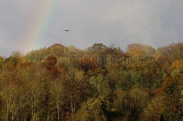 Rainbow behind a forest in autumn Vosges France