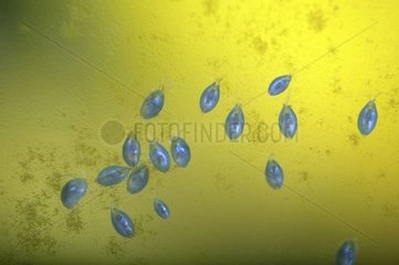 Group small Ostracods in water
