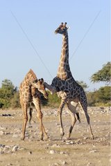 Friendly fight between two young male giraffes Namibia
