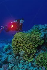 Diver and coral Safaga Red Sea Egypt